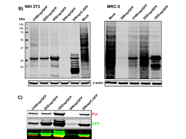 Western Blot using Anti-GFP (GOAT) Antibody DyLight™ 800